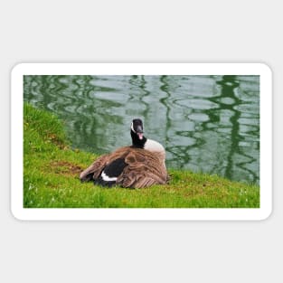 An Angry Female Canada Goose On Her Nest Sticker